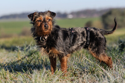 Kalinka, Yorki-Mix - Hündin