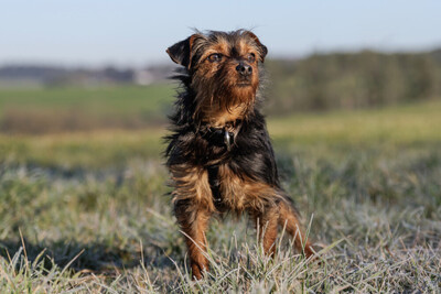 Kalinka, Yorki-Mix - Hündin