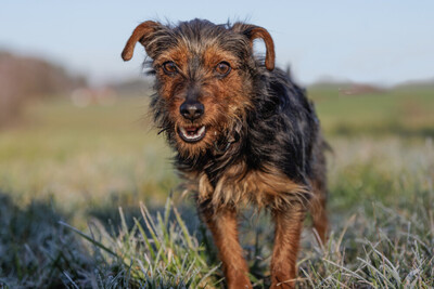 Kalinka, Yorki-Mix - Hündin