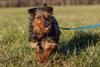 Kalinka, Yorki-Mix - Hündin