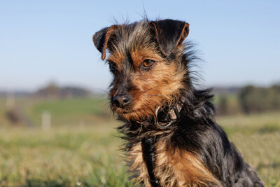 Kalinka, Yorki-Mix - Hündin