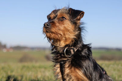 Kalinka, Yorki-Mix - Hündin