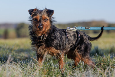 Kalinka, Yorki-Mix - Hündin