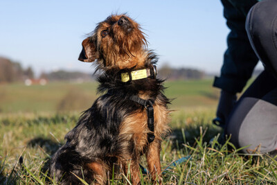 Kalinka, Yorki-Mix - Hündin