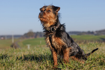 Kalinka, Yorki-Mix - Hündin