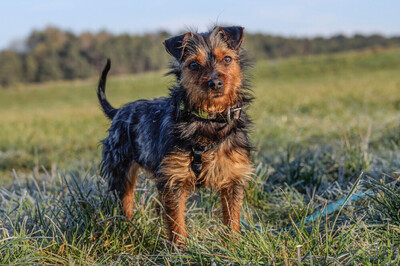 Kalinka, Yorki-Mix - Hündin