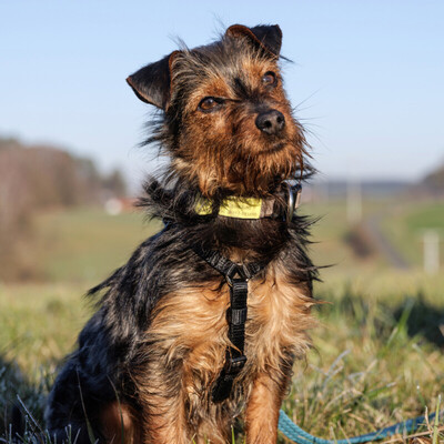 Kalinka, Yorki-Mix - Hündin