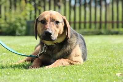 Kalino, Mischling - Rüde