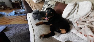 Kalisto, Mischling - Rüde