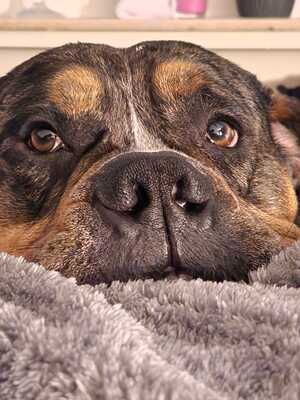 Kalle, American Bulldog x Old English Bulldog - Rüde