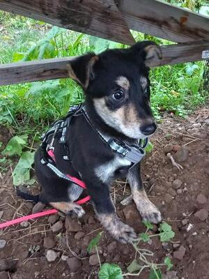 Kalle, Mischling Welpen - Rüde