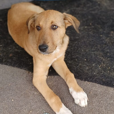 Kalle / Reserviert, Mischling Welpen - Rüde