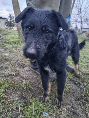 Kamfor sucht warmes Körbchen, Mischling - Rüde