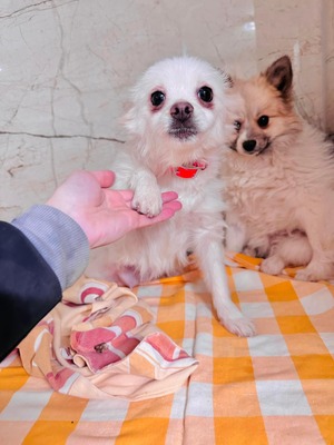 💐 Kami - Spitz-Mix - Hündin - verkuschelt und neugierig, Spitz-Mischling - Hündin