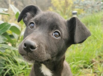 Kamilla, Welpen - Hündin