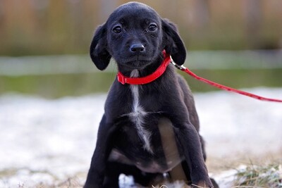 Kamille, Mischling Welpen - Hündin