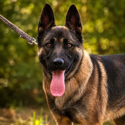 🌺 Kamiya eine 10 Monate alte Belgische-Malinois-Mischlingshündin 🌸