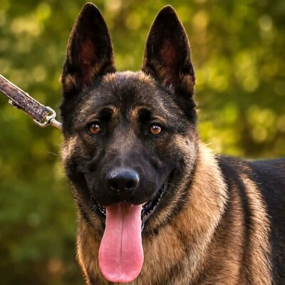 🌺 Kamiya eine 10 Monate alte Belgische-Malinois-Mischlingshündin 🌸, Belgischer-Malinois Mischling - Hündin