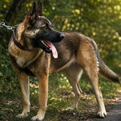 🌺 Kamiya eine 10 Monate alte Belgische-Malinois-Mischlingshündin 🌸, Belgischer-Malinois Mischling - Hündin