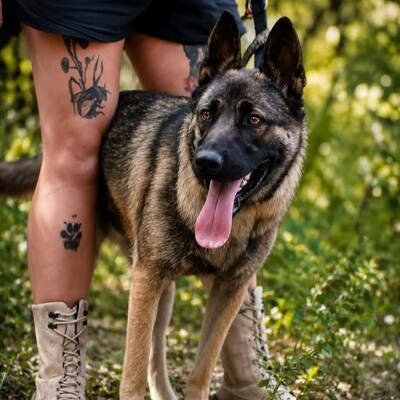 🌺 Kamiya eine 10 Monate alte Belgische-Malinois-Mischlingshündin 🌸, Belgischer-Malinois Mischling - Hündin