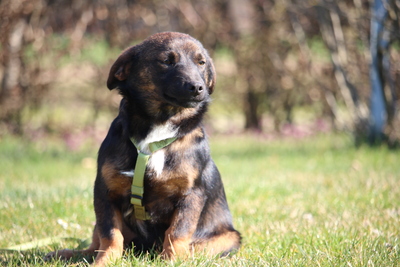 Kando, Mischling Welpen - Rüde