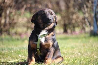 Kando, Mischling Welpen - Rüde