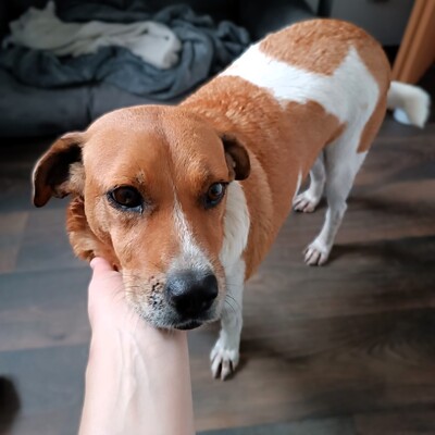 Kanela - liebe, unkomplizierte und menschenbezogene Hündin / Reserviert, Mischling - Hündin
