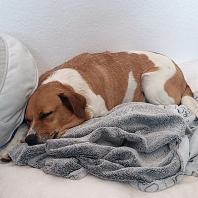 Kanela - liebe, unkomplizierte und menschenbezogene Hündin / Reserviert, Mischling - Hündin