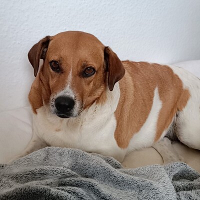Kanela - liebe, unkomplizierte und menschenbezogene Hündin / Vorgemerkt, Mischling - Hündin