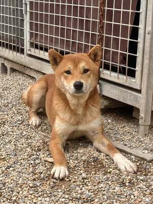 Kansai, Shiba Inu (Mix) - Rüde