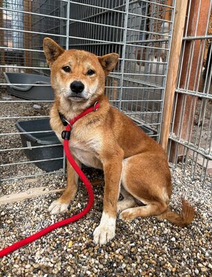 Kansai, Shiba Inu (Mix) - Rüde