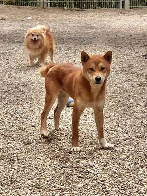 Kansai, Shiba Inu (Mix) - Rüde
