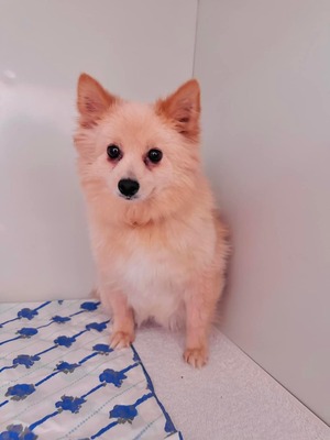 🥰 Kaomi - auf Pflegestelle - Hündin - Spitz-Mix - sehr schüchtern und zuvorkommend, Spitz-Mix - Hündin