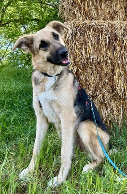 Kara, Schäferhund - Mix - Hündin