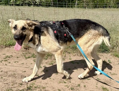 Kara, Schäferhund - Mix - Hündin
