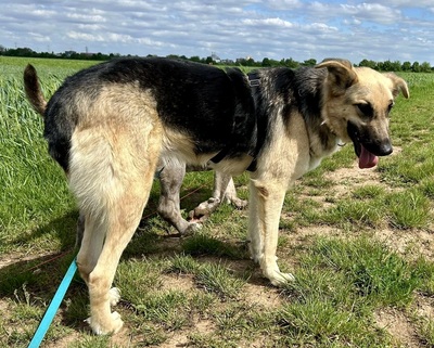 Kara, Schäferhund - Mix - Hündin