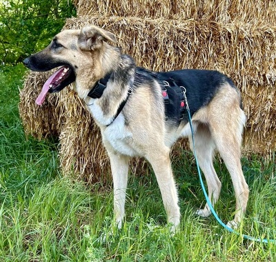 Kara, Schäferhund - Mix - Hündin