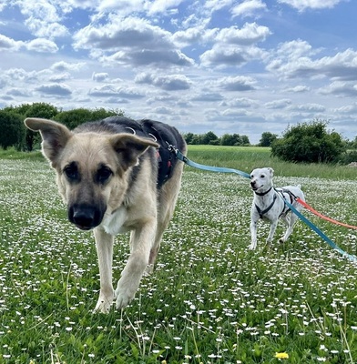 Kara, Schäferhund - Mix - Hündin