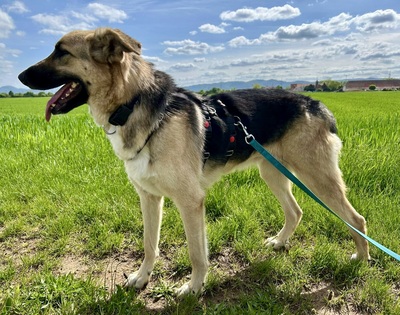 Kara, Schäferhund - Mix - Hündin