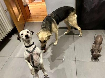 Kara, Schäferhund - Mix - Hündin