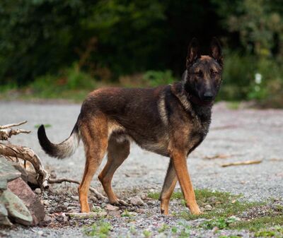 Karacho - anhänglich, aktiv, Malinois - Rüde