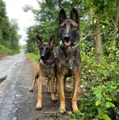 Karacho - anhänglich, aktiv, Malinois - Rüde