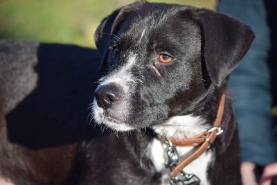 Karcsi - Entspannter Familienhund, ca. 9 Monate, Mischling - Rüde