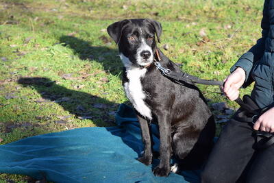 Karcsi - Entspannter Familienhund, ca. 9 Monate, Mischling - Rüde