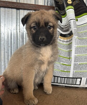 Kardamom, Mischling Welpen - Hündin