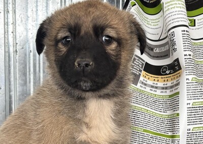 Kardamom, Mischling Welpen - Hündin