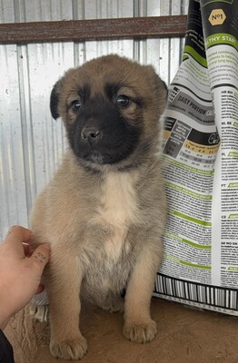 Kardamom, Mischling Welpen - Hündin