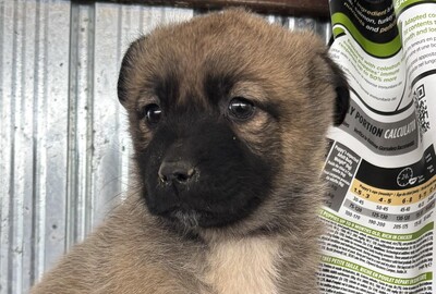 Kardamom, Mischling Welpen - Hündin