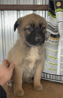 Kardamom, Mischling Welpen - Hündin