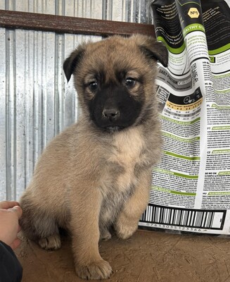 Kardamom, Mischling Welpen - Hündin